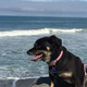 Image for article titled 39 *Scratchy Scratchy* Photos of Dogs